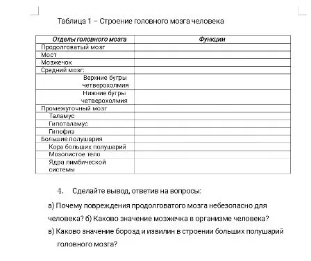 Таблица 1 – Строение головного мозга человека. 4. Сделайте вывод, ответив на вопросы: а) Почему повреждения продолговатого мозга небезопасно для человека? б) Каково значение мозжечка в организме человека? в) Каково значение борозд и извилин в строении больших полушарий головного мозга?