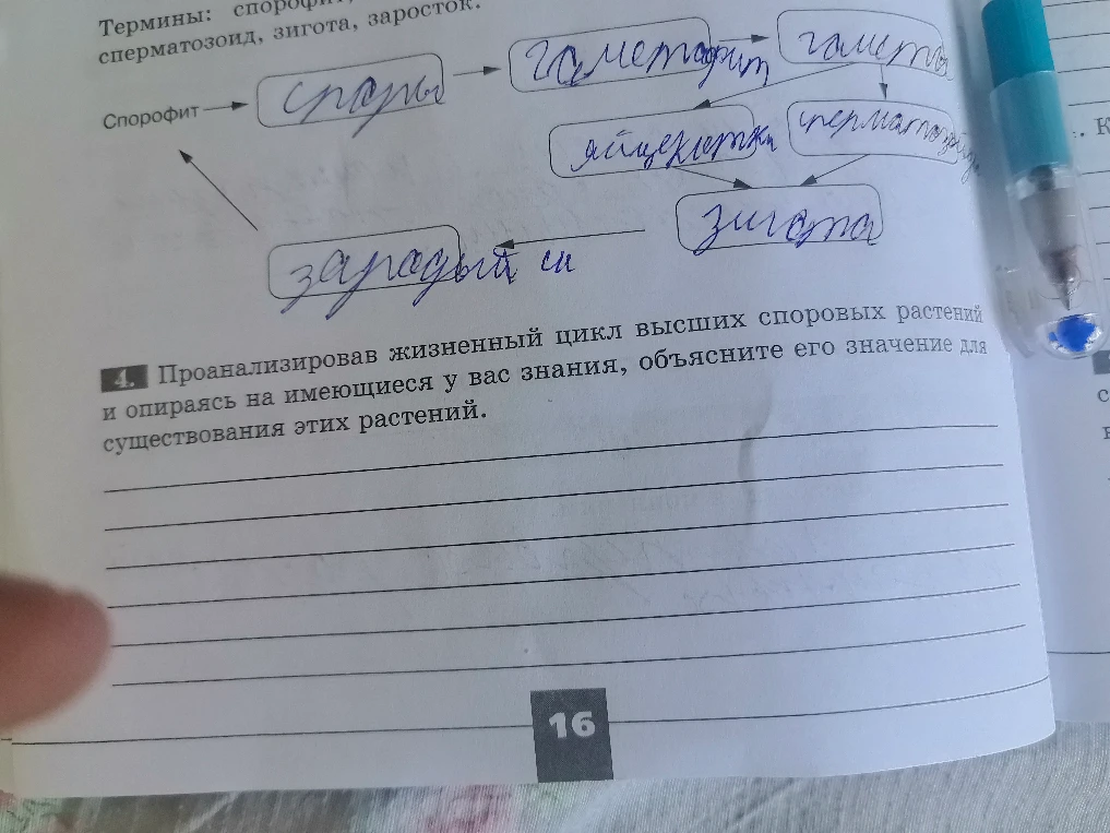 Проанализировав жизненный цикл высших споровых растений и опираясь на имеющиеся у вас знания, объясните его значение для существования этих растений.