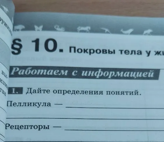 Дайте определения понятий. Пелликула — Рецепторы —