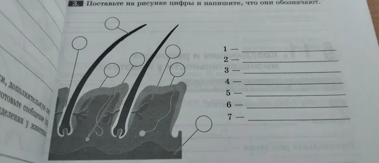 Поставьте на рисунке цифры и напишите, что они обозначают.