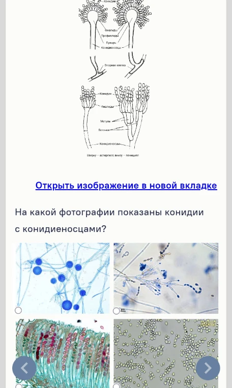 На какой фотографии показаны конидии с конидиеносцами?