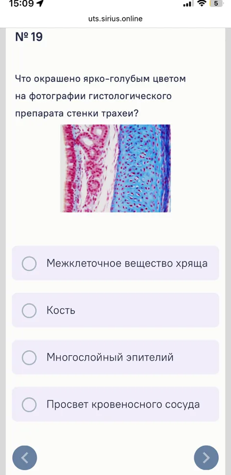 Что окрашено ярко-голубым цветом на фотографии гистологического препарата стенки трахеи?