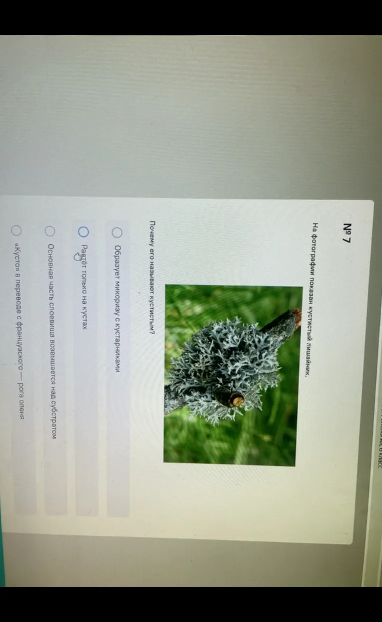На фотографии показан кустистый лишайник. Почему его называют кустистым?