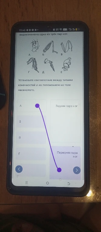 Установите соответствие между типами конечностей и их положением на теле насекомого.