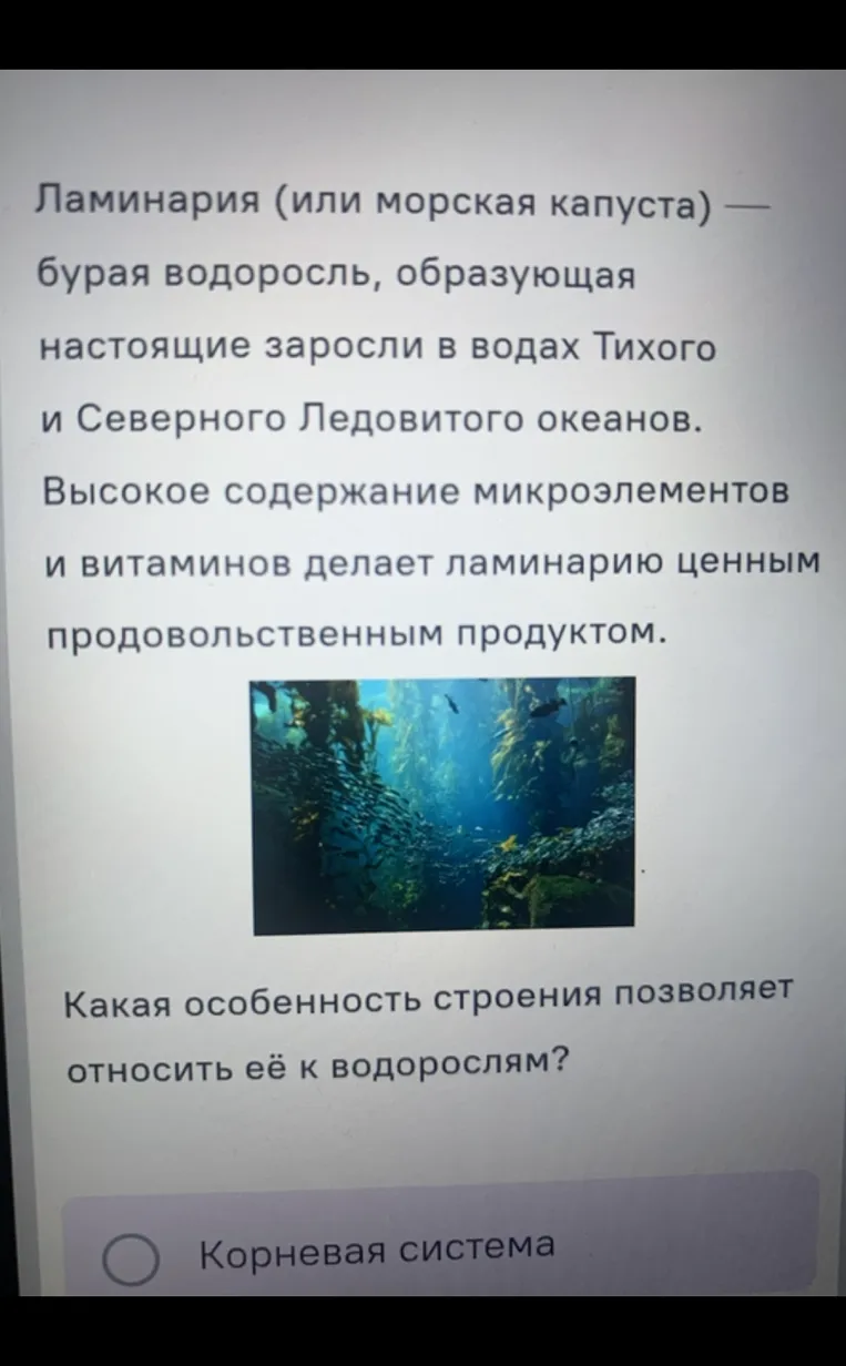 Какая особенность строения позволяет относить её к водорослям?
