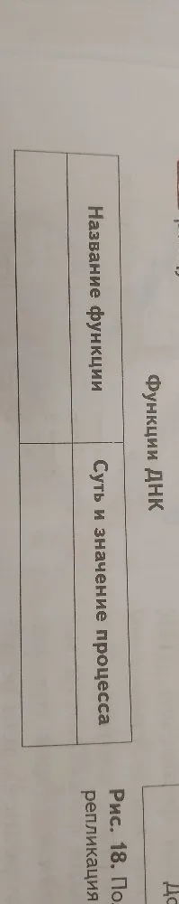 Функции ДНК. Название функции. Суть и значение процесса.