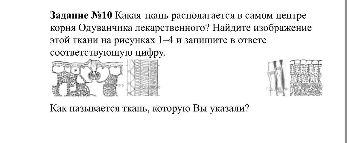 Задание №10 Какая ткань располагается в самом центре корня Одуванчика лекарственного? Найдите изображение этой ткани на рисунках 1–4 и запишите в ответе соответствующую цифру.