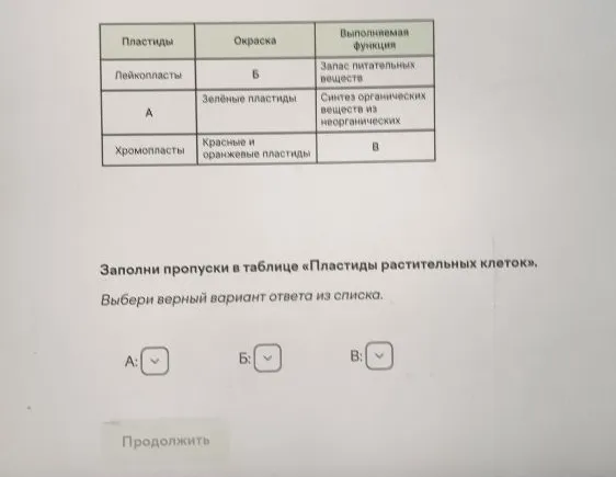 Заполни пропуски в таблице «Пластиды растительных клеток».