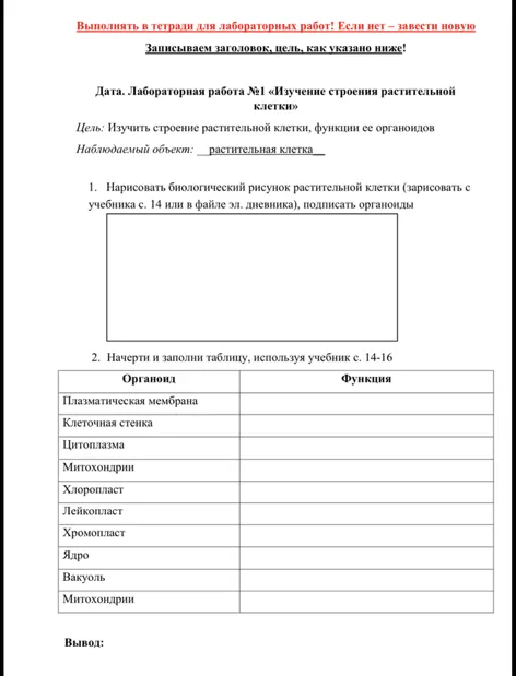 Лабораторная работа №1 «Изучение строения растительной клетки»