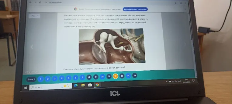 Какая из слуховых косточек эволюционно самая древняя?