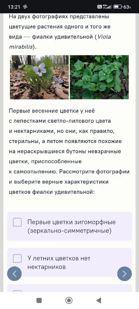 На двух фотографиях представлены цветущие растения одного и того же вида — фиалки удивительной (Viola mirabilis).