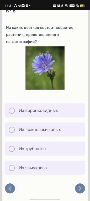 Из каких цветков состоит соцветие растения, представленного на фотографии?