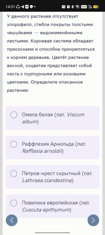 У данного растения отсутствует хлорофилл, стебли покрыты толстыми чешуйками — видоизменёнными листьями. Корневая система обладает присосками и способна прикрепляться к корням деревьев. Цветёт растение весной, соцветие представляет собой кисть с пурпурными или розовыми цветками. Определите описанное растение: