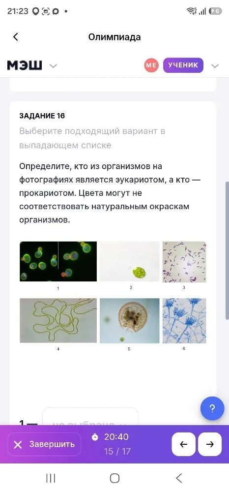 Определите, кто из организмов на фотографиях является эукариотом, а кто — прокариотом.
